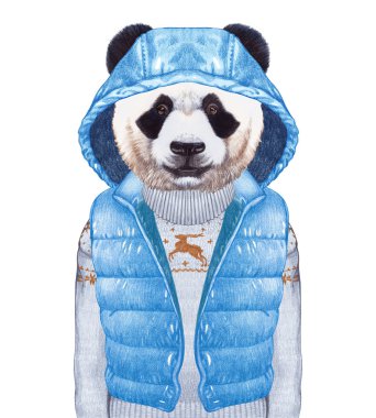 Hayvanlar bir insan olarak. Yelek ve kazak aşağı içinde Panda.