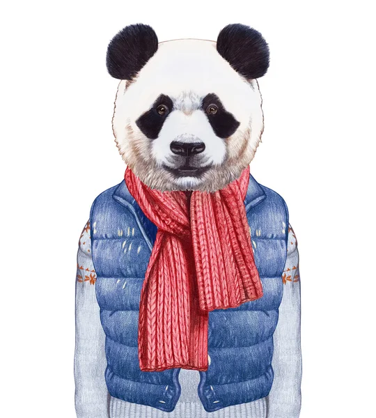 인간으로 서 동물입니다. 조끼, 스웨터와 스카프에 팬더. — 스톡 사진