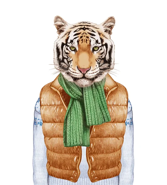 Animali come esseri umani. Tigre in piumino, maglione e sciarpa . — Foto Stock