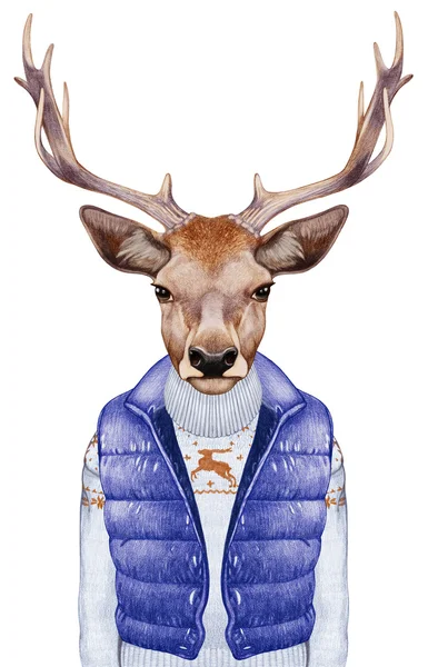 Cerfs en gilet et pull en duvet — Photo