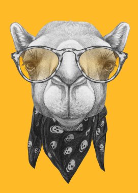 Portrait of Camel with glasses and scarf.  clipart