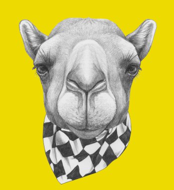 Eşarp ile deve portre. 