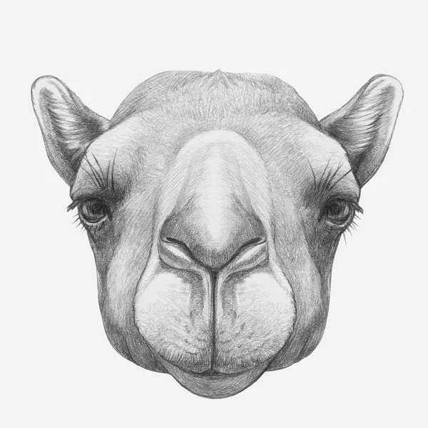 Hand drawn camel — Stock Photo, Image