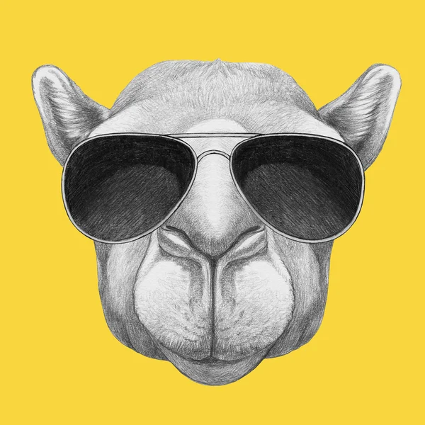 Portrét velbloud s brýlemi — Stock fotografie