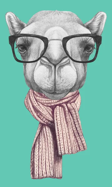 Kamelporträt mit Brille und Schal — Stockfoto
