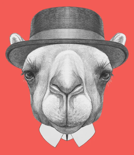 Retrato de camelo com chapéu — Fotografia de Stock