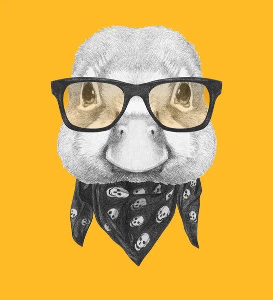 Retrato de Pato con gafas y bufanda — Foto de Stock