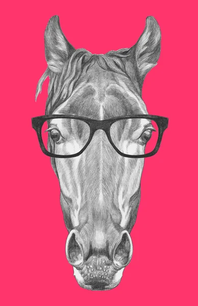 Portrait de Cheval à lunettes . — Photo