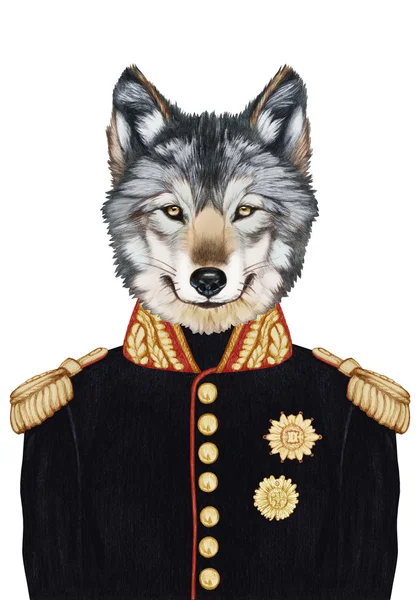 Retrato de Lobo em uniforme militar . — Fotografia de Stock