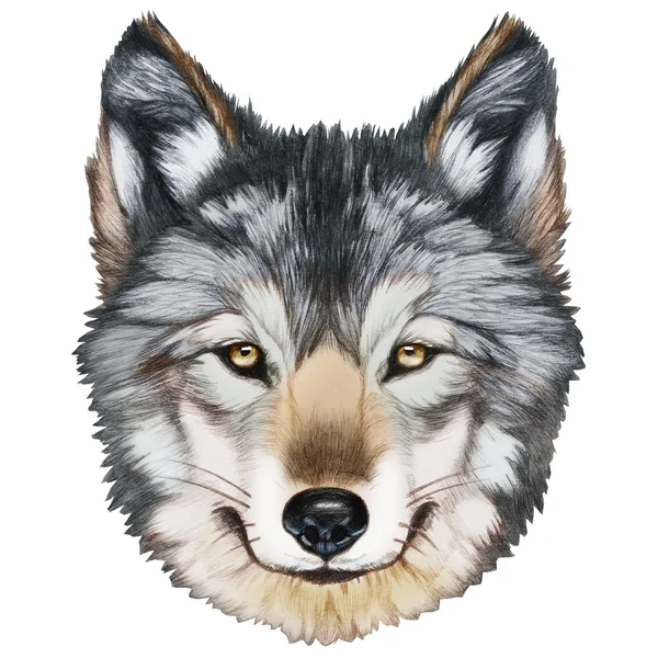 Wolf, digitálisan színes portréja. — Stock Fotó