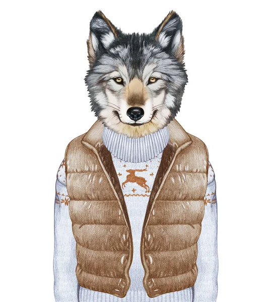 Lobo en chaleco y suéter . — Foto de Stock
