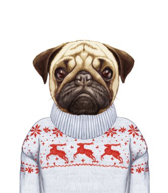 Pug köpek portre kazaklı. 
