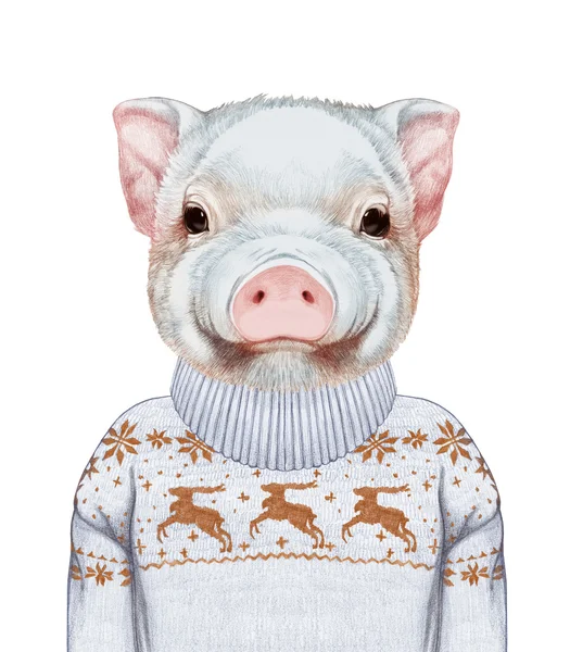 Porträt von Schweinchen im Pullover. — Stockfoto