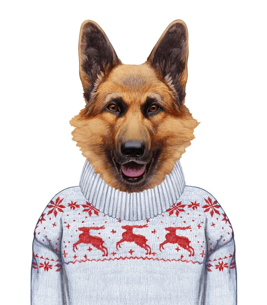 Portrait of German Shepherd in sweater. — Stock Photo, Image