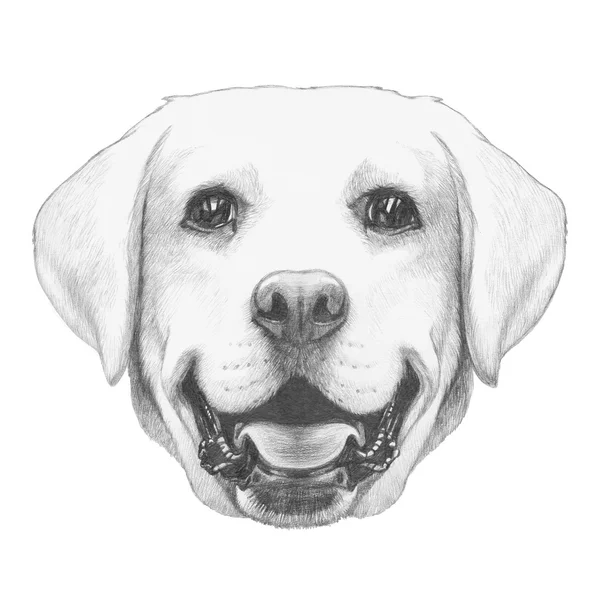 Kézzel rajzolt Labrador — Stock Fotó