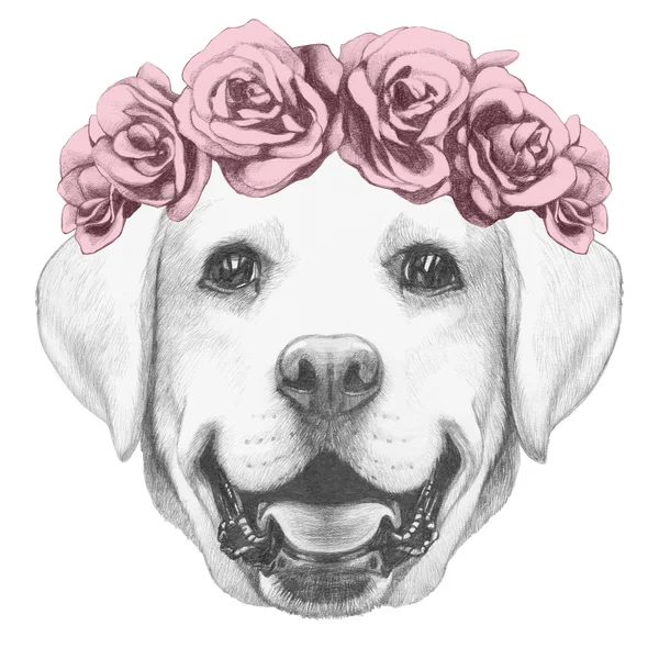 Labrador hond met florale hoofd krans — Stockfoto
