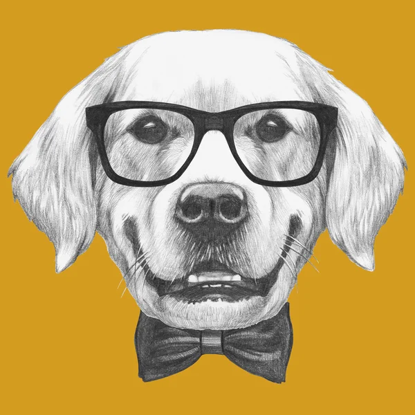 Golden Retriever con gafas y pajarita —  Fotos de Stock