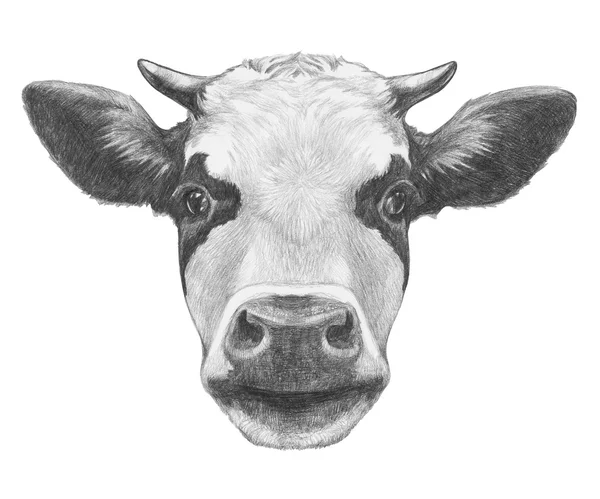 Mucca disegnata a mano — Foto Stock