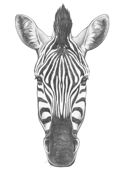 Zebra czerpana ręcznie — Zdjęcie stockowe