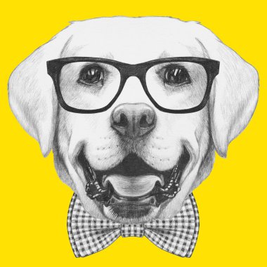Labrador portresi gözlüklü 
