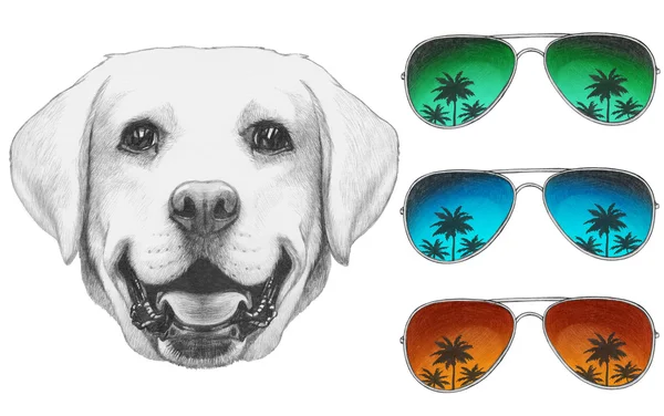 Portret van Labrador met mirror zonnebril. — Stockfoto