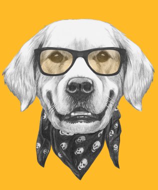 Gözlük ve eşarp ile Golden Retriever.