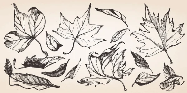 Ensemble de feuilles dessinées à la main . — Image vectorielle