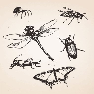 Çizilmiş böcekler kümesi. 