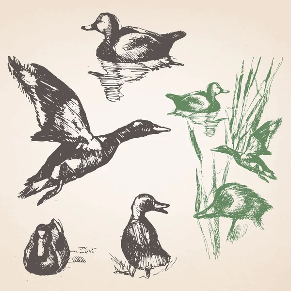 Ensemble de canards dessinés à la main . — Image vectorielle