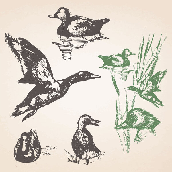 Набор уток ручной работы
.