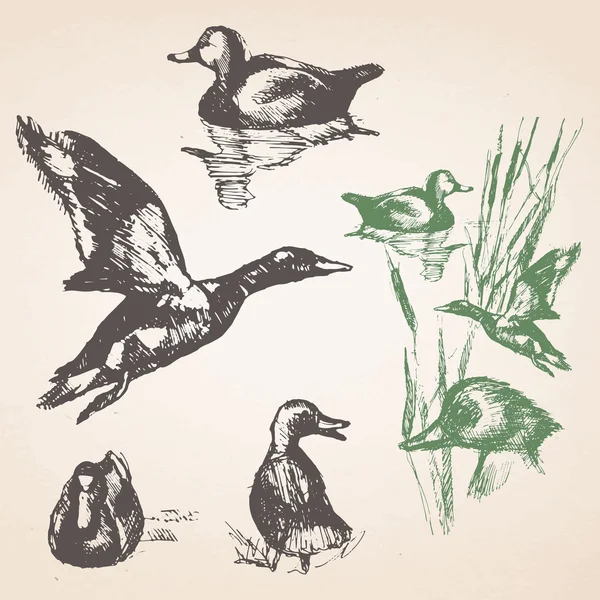 Set of hand-drawn ducks. — Stock Vector
