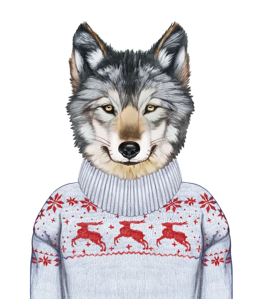 Portrait of Wolf in sweater — Stock Photo, Image