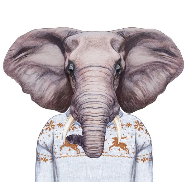 Retrato de Elefante en suéter . — Foto de Stock