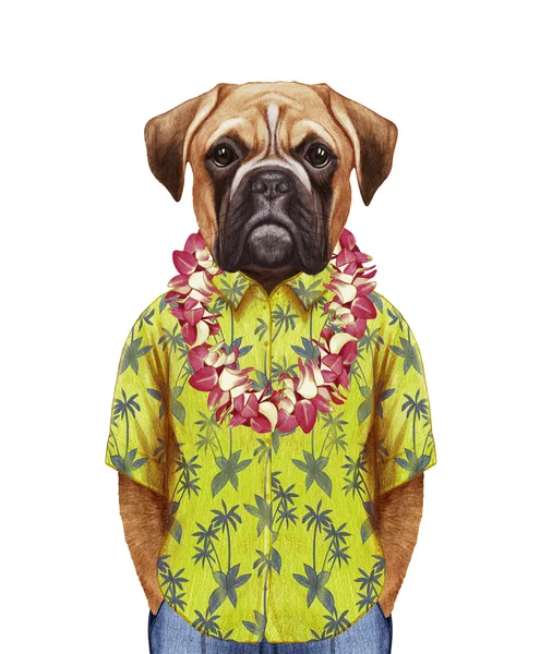 Boxer Dog en chemise d'été avec Lei hawaïen . — Photo