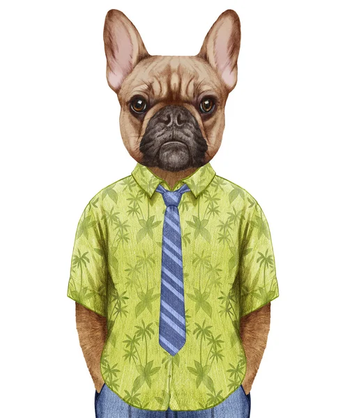 Francia Bulldog, egy nyári ing, nyakkendő. — Stock Fotó