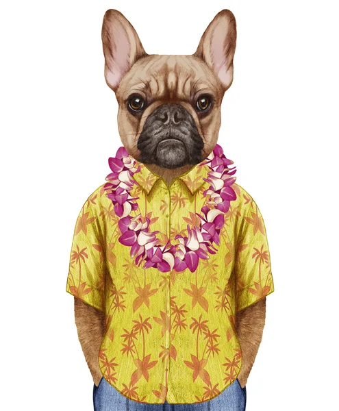 狗在夏威夷雷夏季衬衫. — 图库照片