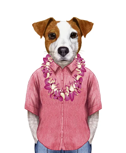 杰克罗素在夏季衬衫与夏威夷雷 — 图库照片