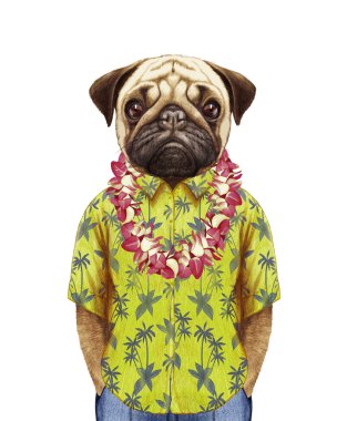 Hawaiian Lei ile yaz gömlekli pug.