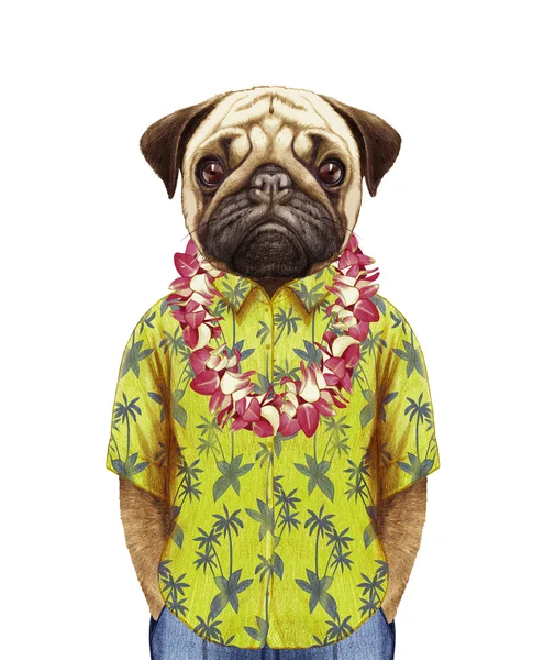 Mops im Sommerhemd mit hawaiianischem Lei. — Stockfoto