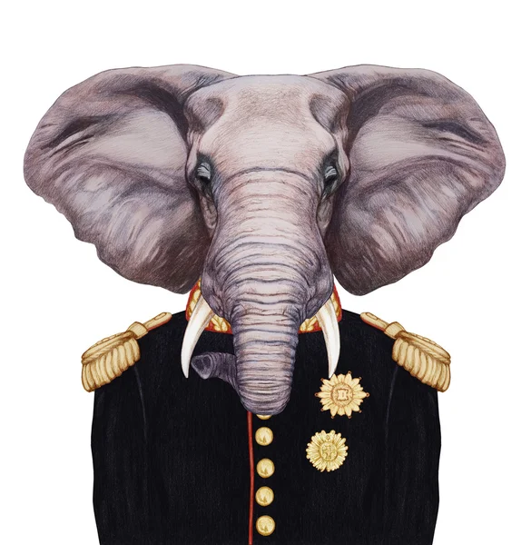 Ritratto di Elefante in uniforme militare . — Foto Stock