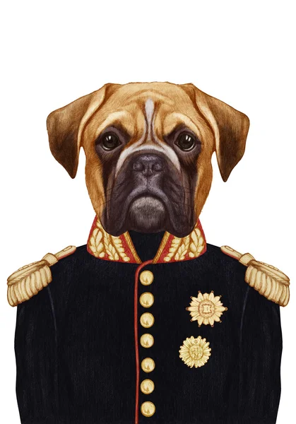 Portrait of Boxer Dog in military uniform. — Stock Photo, Image