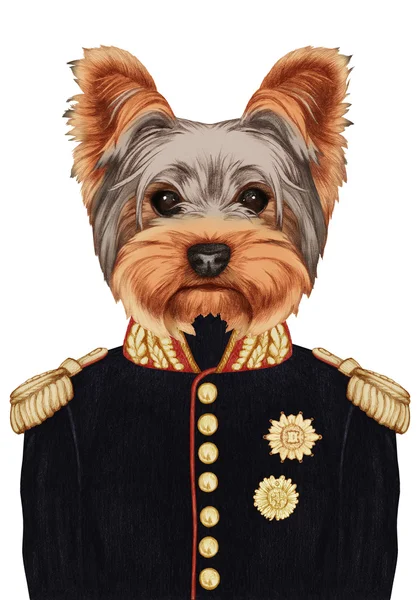 Portret rasy Yorkshire Terrier w wojskowym mundurze. — Zdjęcie stockowe