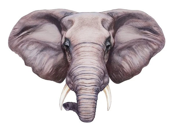 Elefante disegnato a mano . — Foto Stock