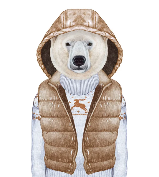 Urso polar em colete e camisola para baixo . — Fotografia de Stock