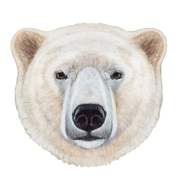 Retrato de urso polar . — Fotografia de Stock