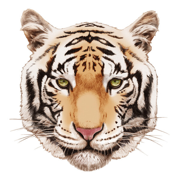 Hand-drawn tiger