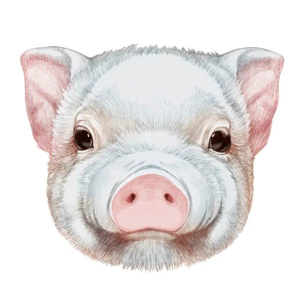 Hand drawn piggy. — Stock Photo, Image