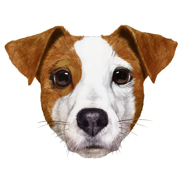 Porträt von Jack Russell. — Stockfoto