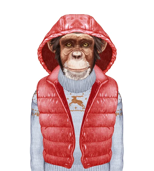 Mono en chaleco y suéter —  Fotos de Stock
