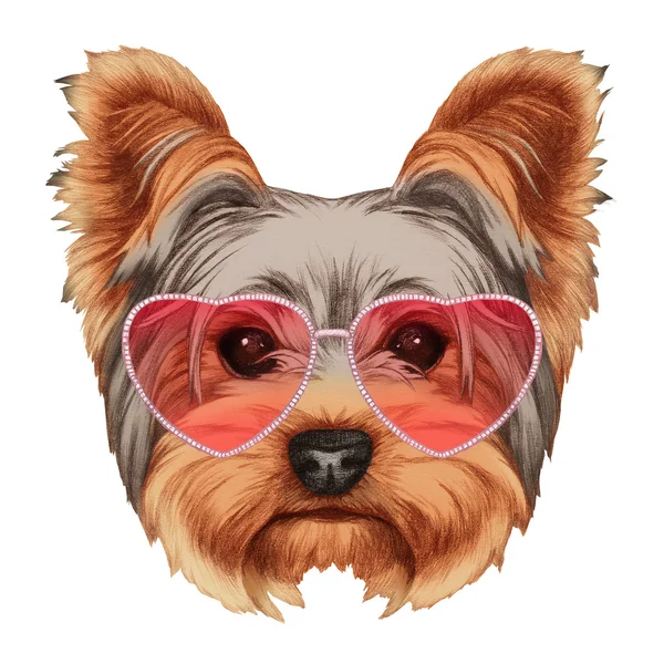 Yorkshire Terrier met hartvormige zonnebril — Stockfoto